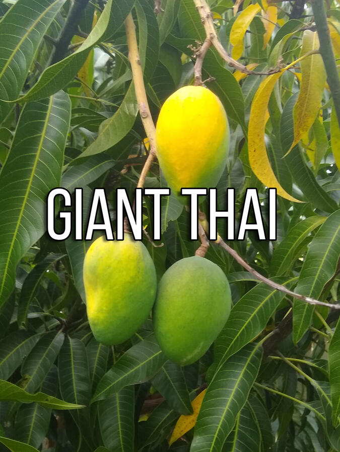 Giant Thai Mango