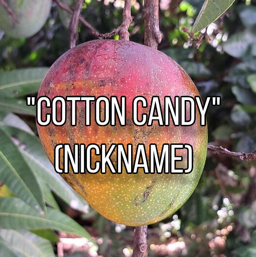 &quot;Cotton Candy&quot; (nickname) Mango