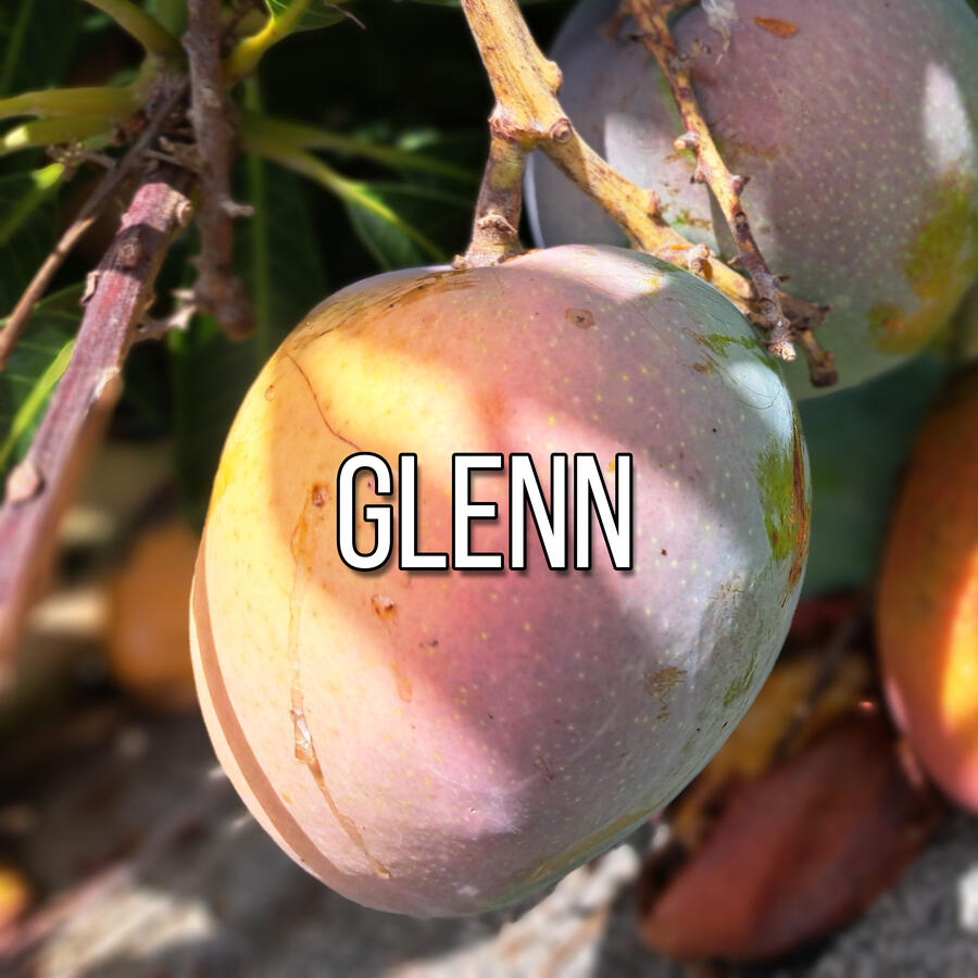 Glenn Mango