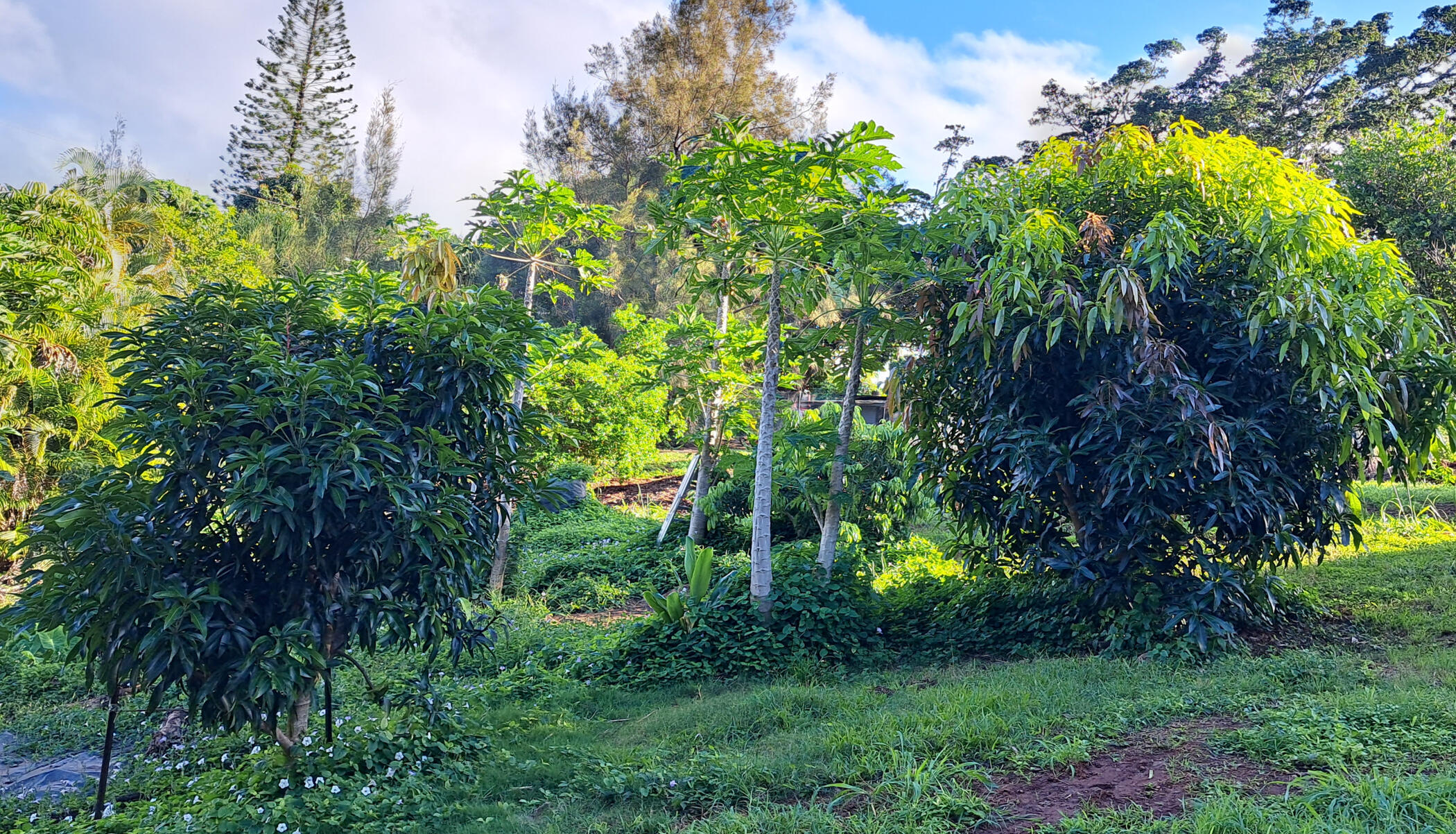 Planted dwarf mango trees from the North Shore of Oahu