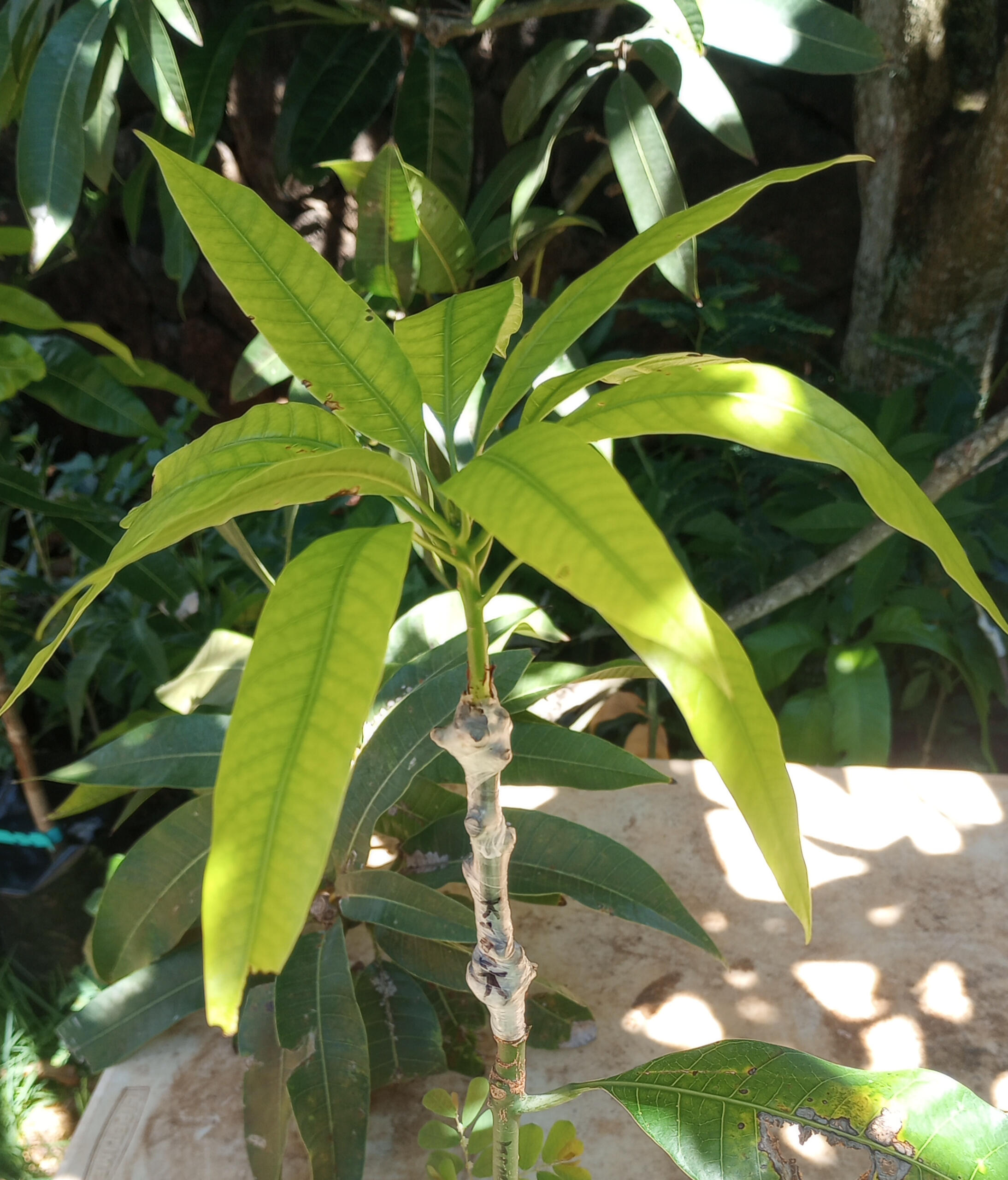 grafted-mango.jpg grafted mango seedling with healthy growth hawaii mililani oahu